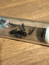 Ant Queen Camponotus Aeneopilosus Golden Sugar Ant  Gold Bum