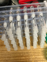 Ant Queen Bicknelli black pavement Ant