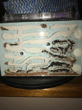 Ant Queen Bullant  Myrmecia Simillima (ergatoid)