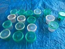 Ant Queen Bullant  Myrmecia Nigricepts