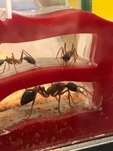 Ant Queen Bullant  Myrmecia Nigricepts