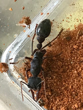 Ant Queen Bullant  Myrmecia Pyriformis